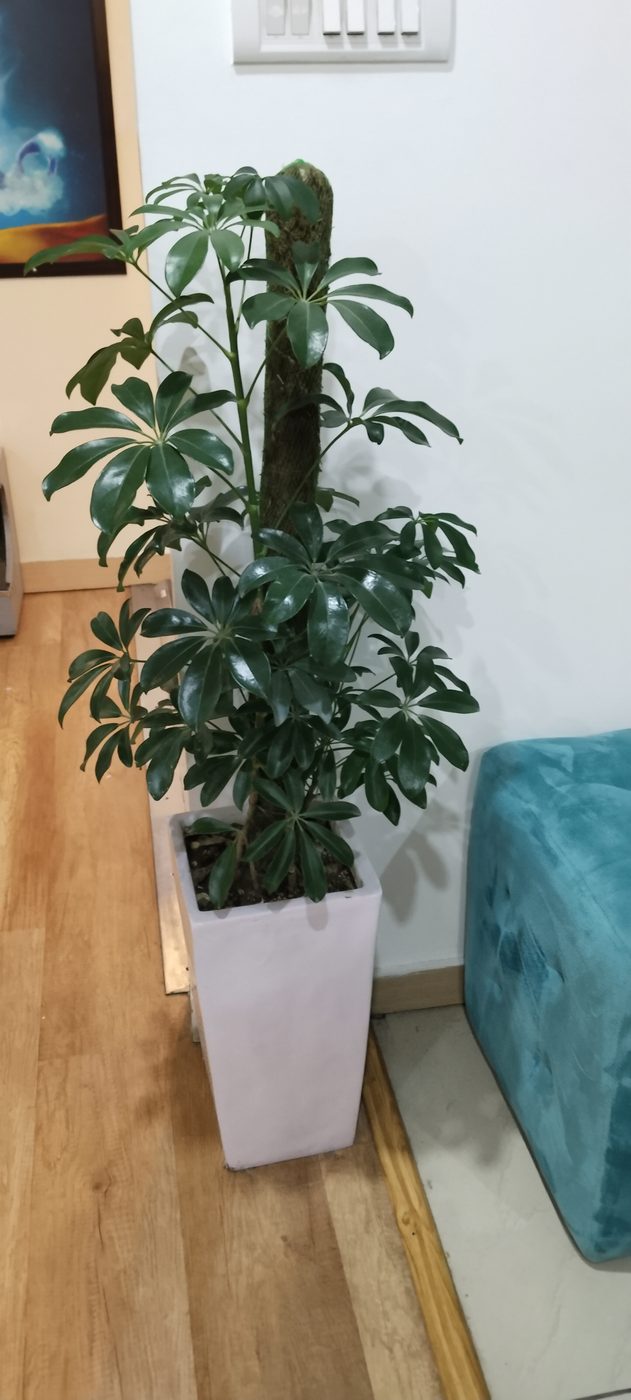 Indoor corner with a potted schefflera plant