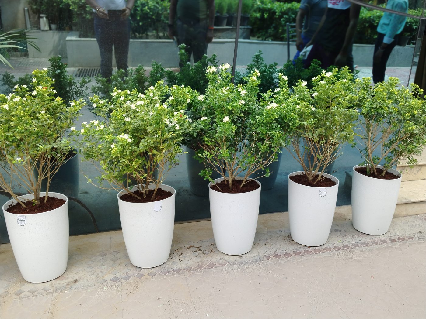 Row of white planters with flowering shrubs on a terrace
