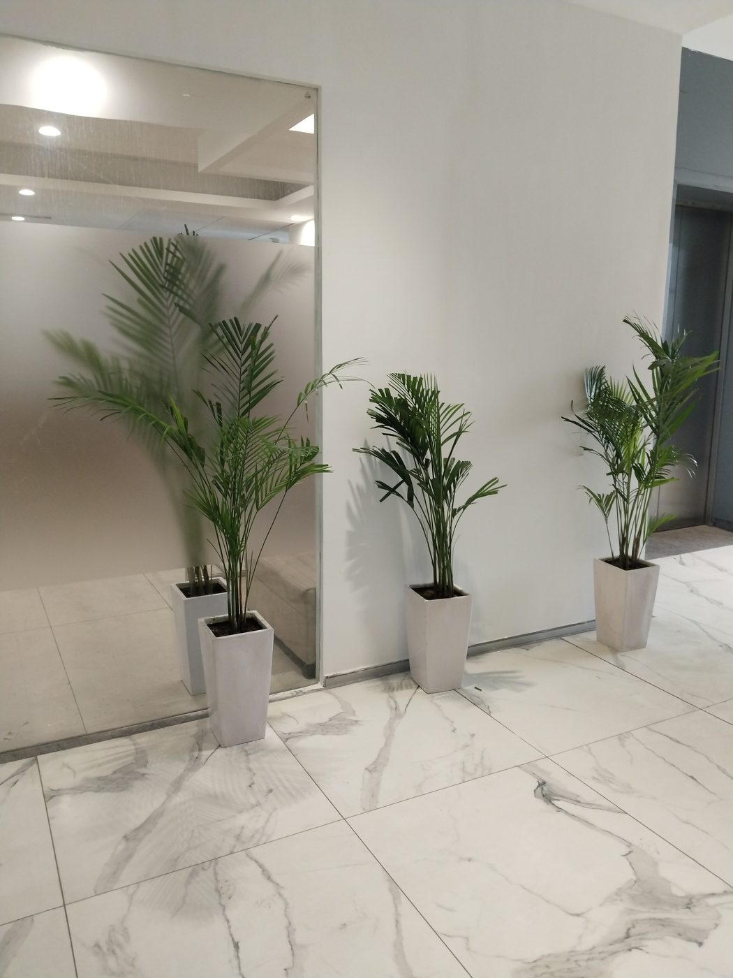 Indoor corridor with potted areca palms