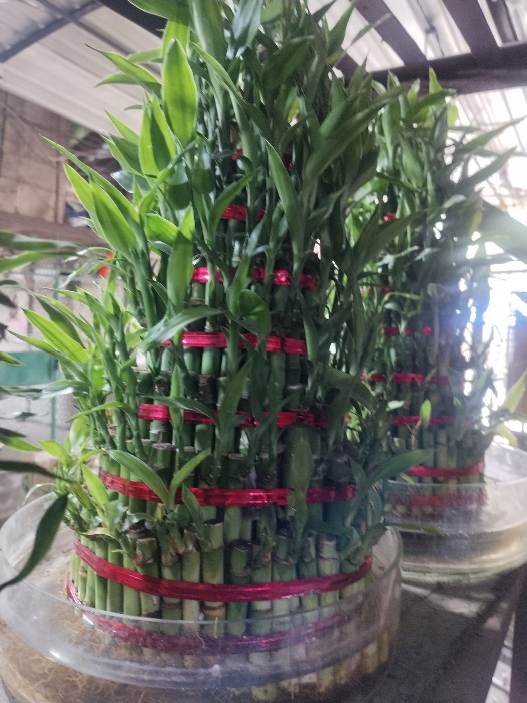 Tiered lucky bamboo arrangement