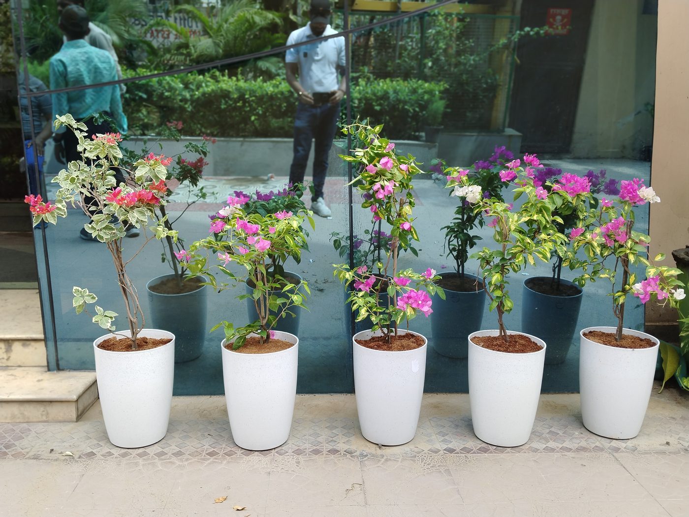 White planters with bougainvillea on a terrace