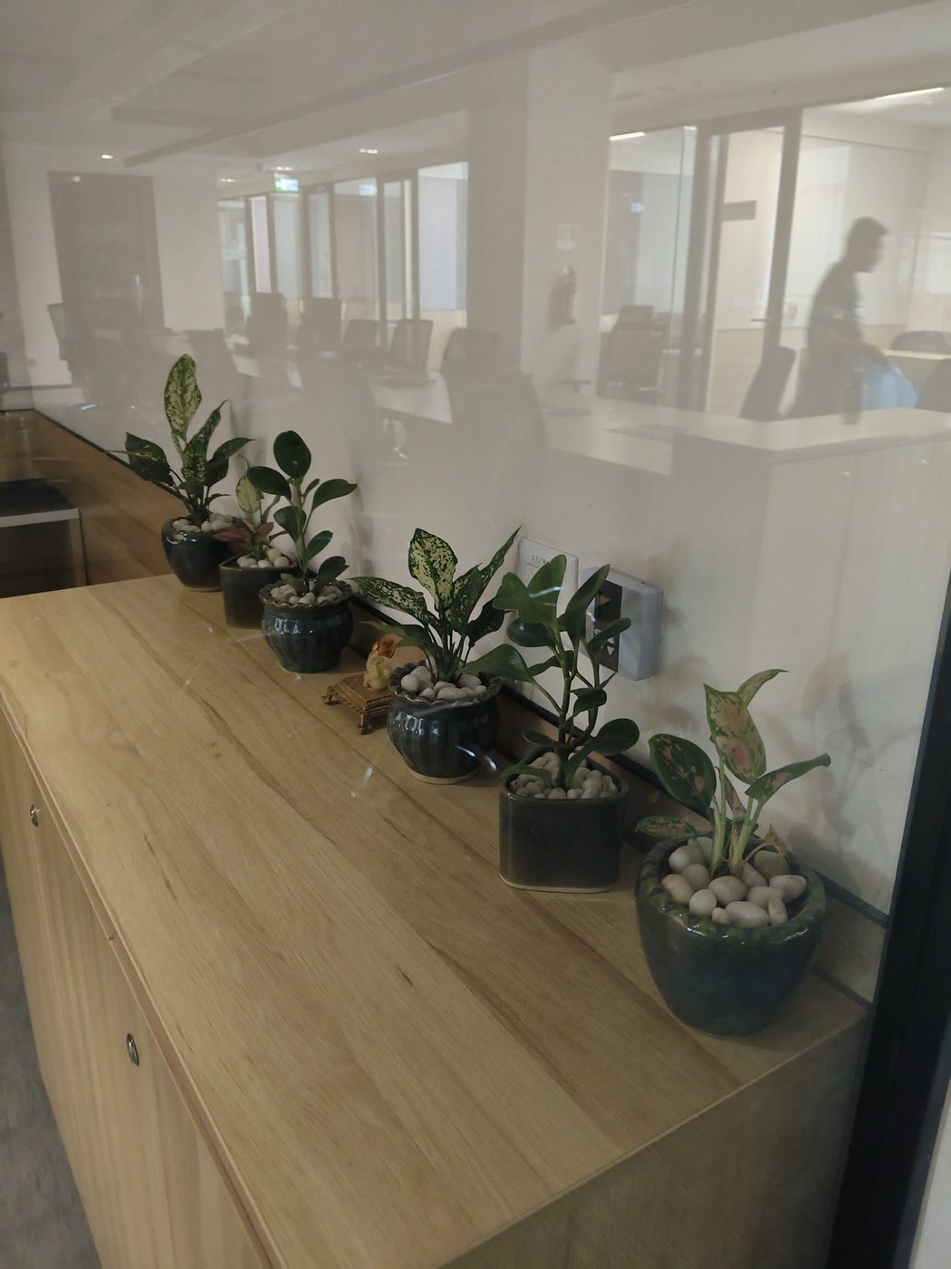 Office reception ledge lined with potted plants