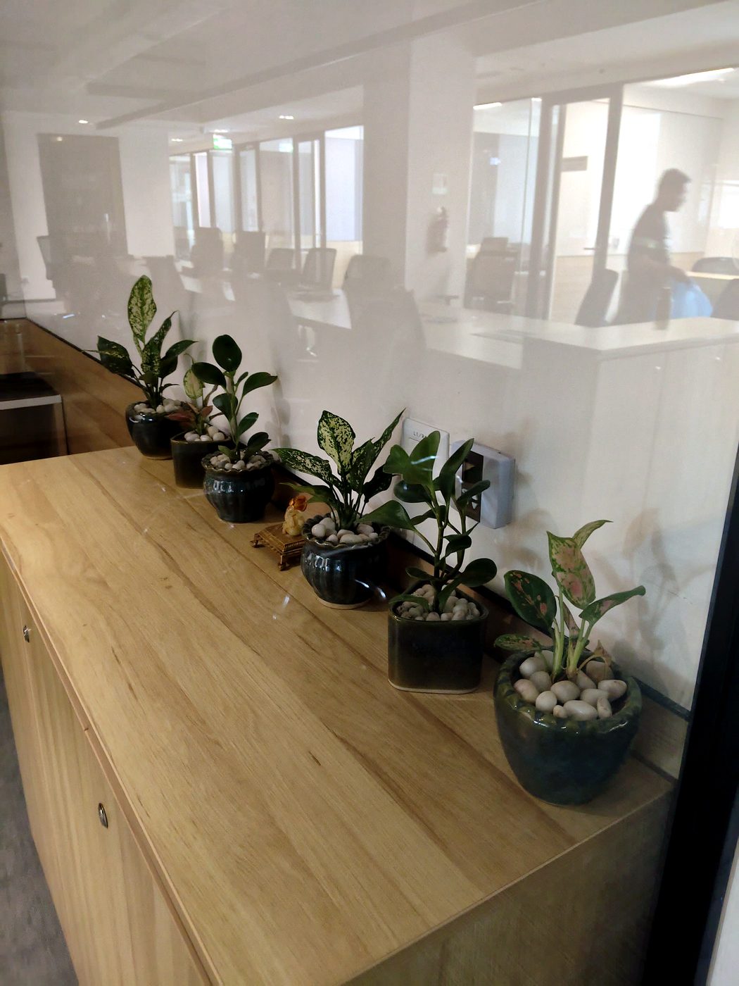 Office reception with indoor plants