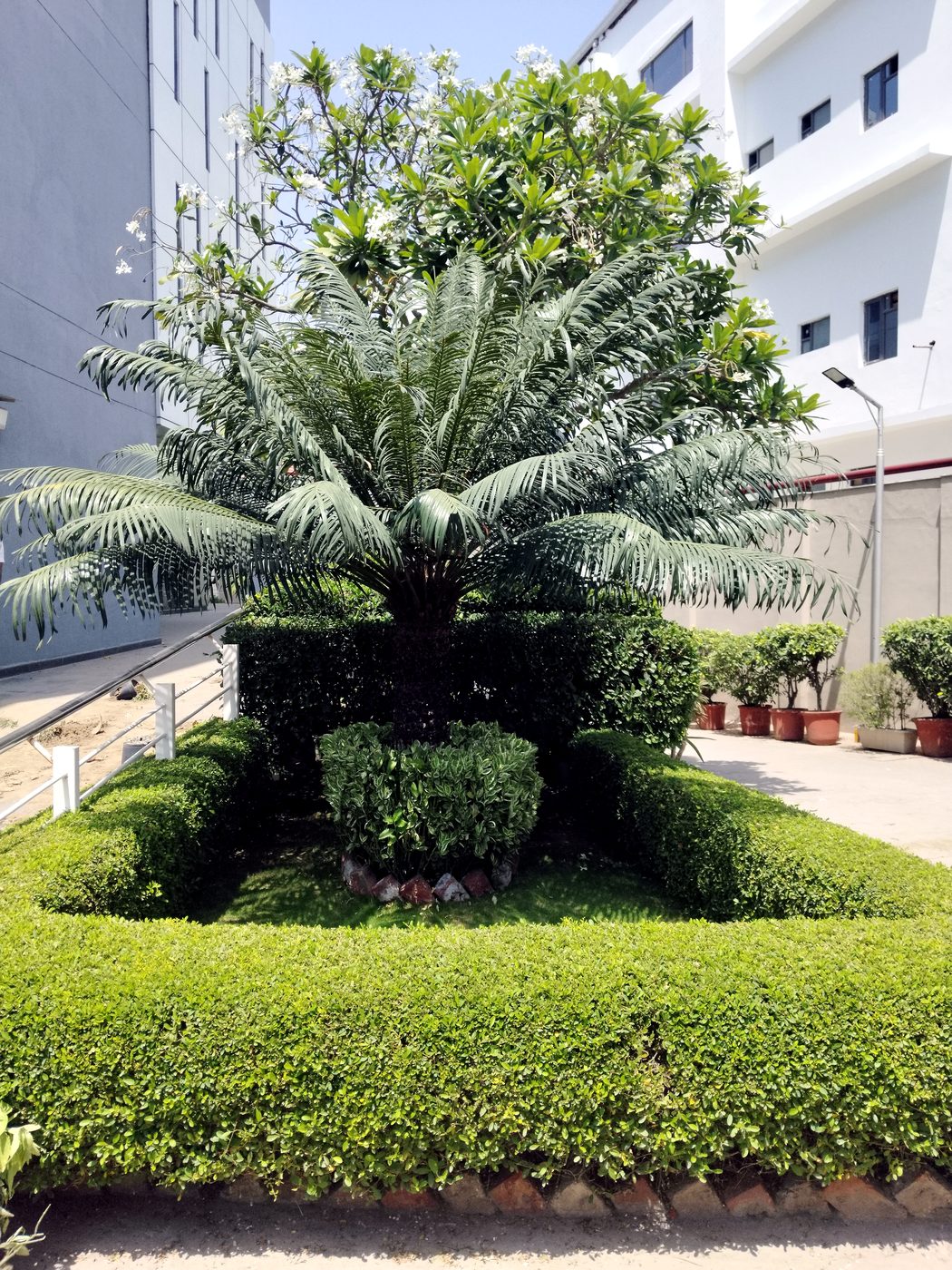 Manicured outdoor garden with hedges