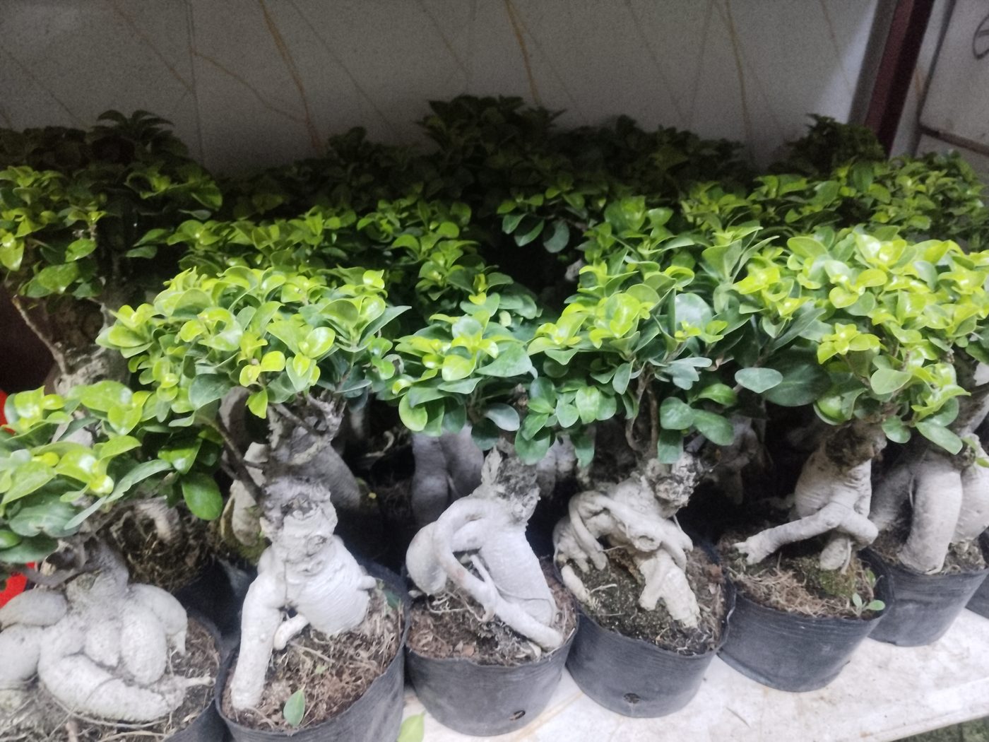 Rows of potted ficus bonsai plants